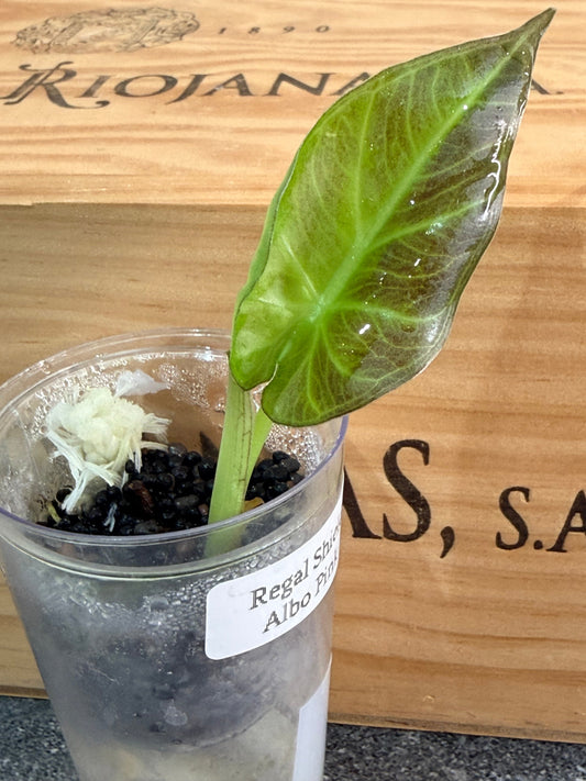 How Do You Care for Alocasia Regal Shields?