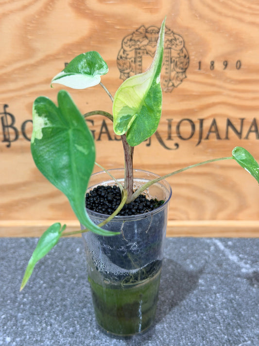 Alocasia Stingray Albo Pink