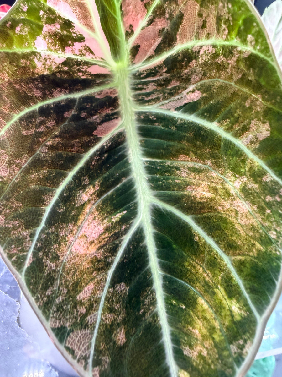 Variegated Alocasia leaves showing albo, aurea and pink variegation types side by side