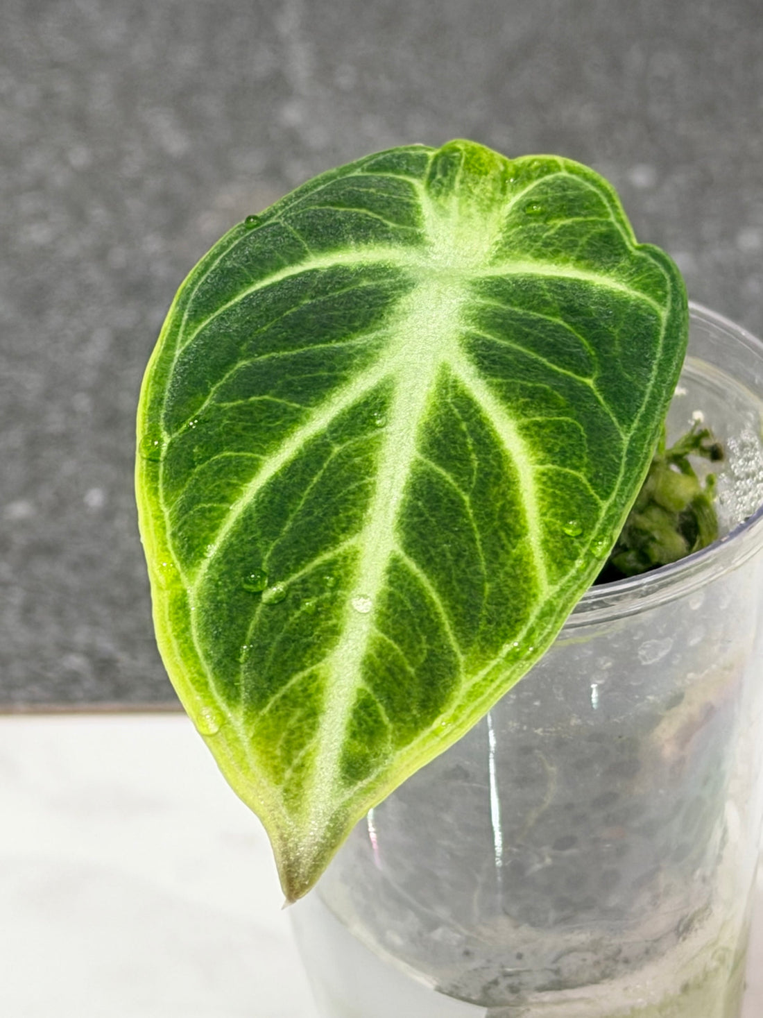 Alocasia Ninja Tri Colour Variegated