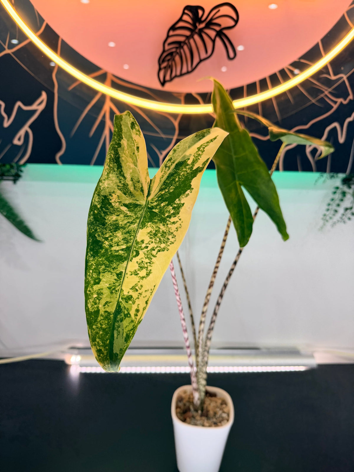 Alocasia Zebrina Aurea