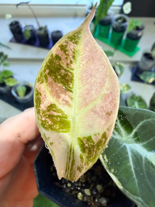 Alocasia 'Ninja' Pink Variegated, bold pink against deep dark green sculptural leaves