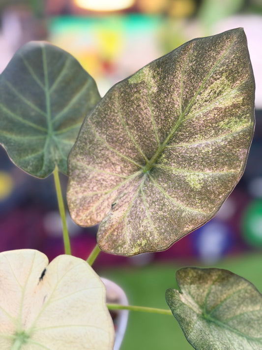 Alocasia 'Regal Shields', huge ruffled shield-like leaves with maroon undersides
