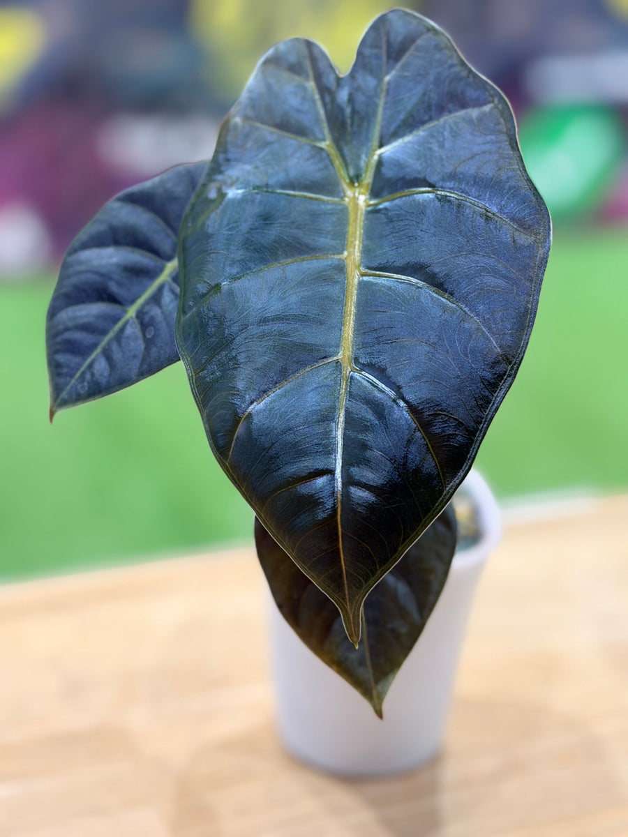 Alocasia 'Blood Bone', a rare Wim Philtjens hybrid with deep red stems