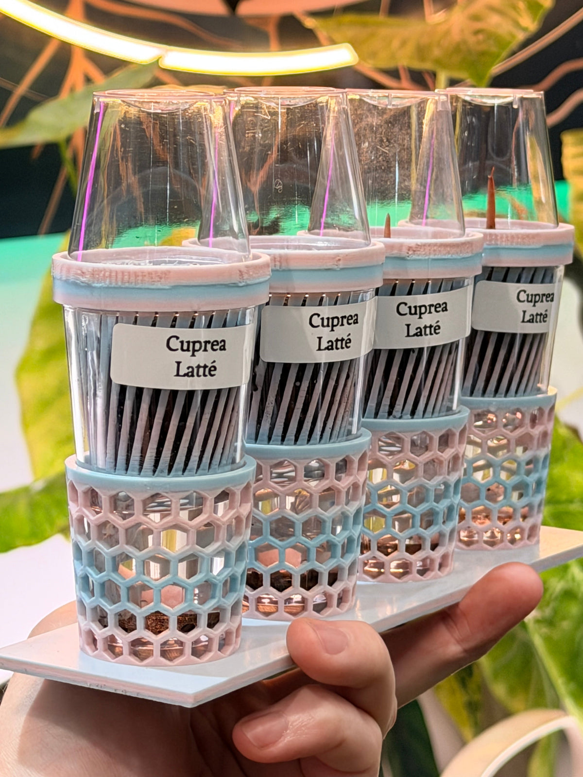 The Corm Keeper rack and Corm Crown inserts used together for corm propagation