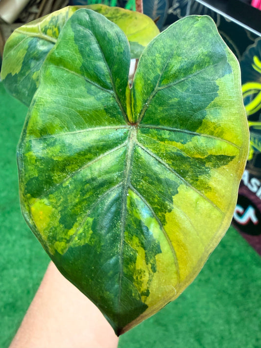 Alocasia Macrorrhizos Plumbeas Aurea