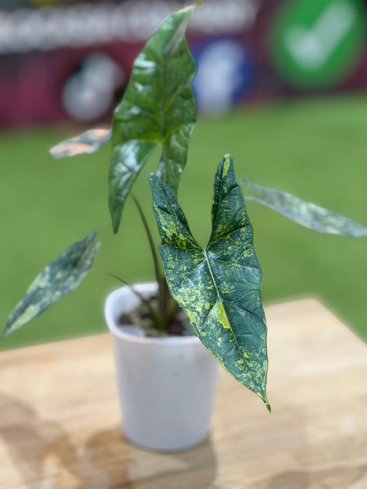 Alocasia Simpo Aurea