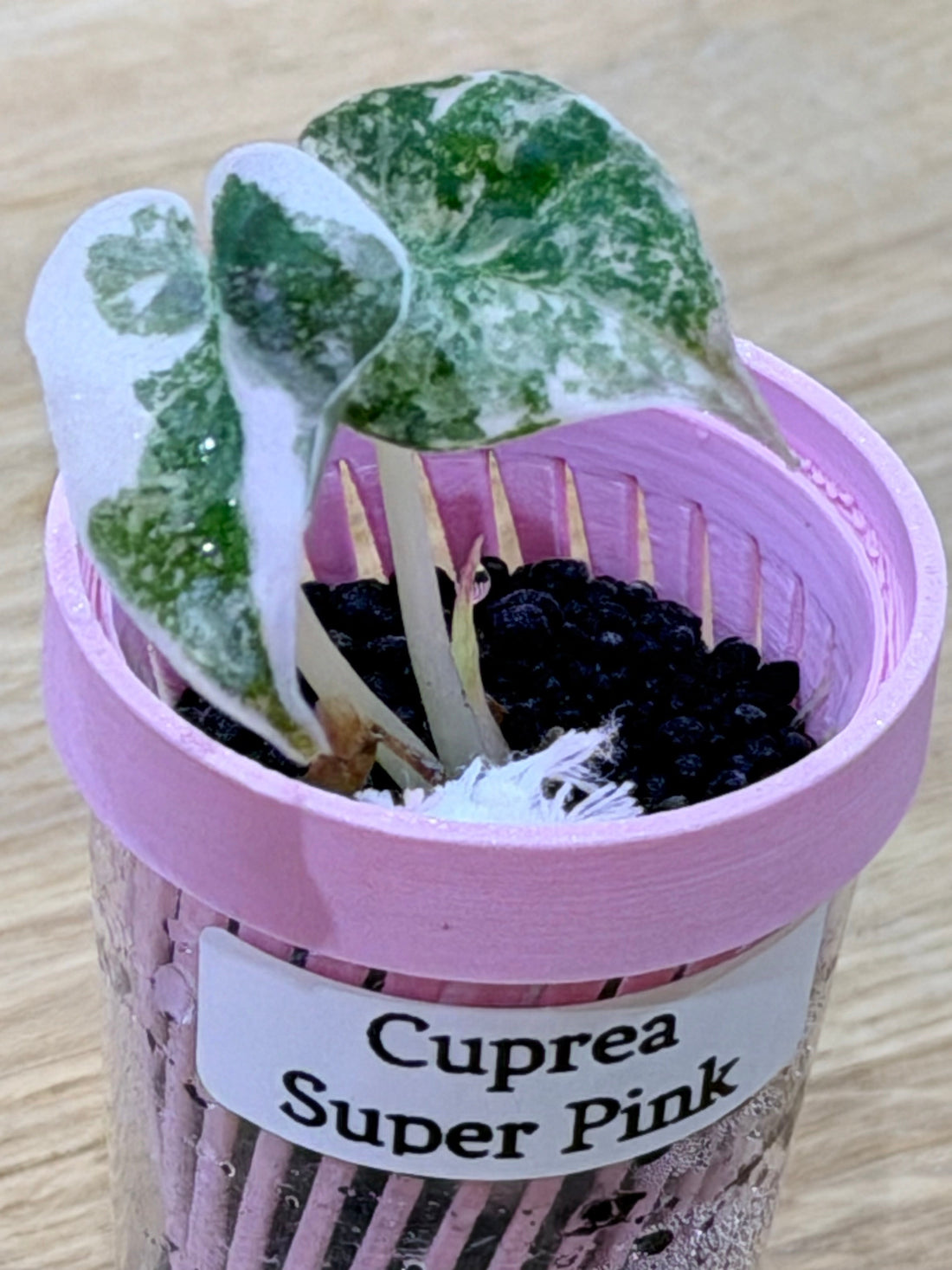 ALOCASIA CUPREA SUPER PINK TISSUE CULTURE: COMPLETE GUIDE TO THE VIVID METALLIC PINK JEWEL ALOCASIA