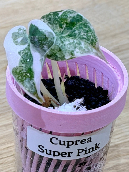 Alocasia cuprea Super Pink tissue culture plant with vivid metallic pink leaves