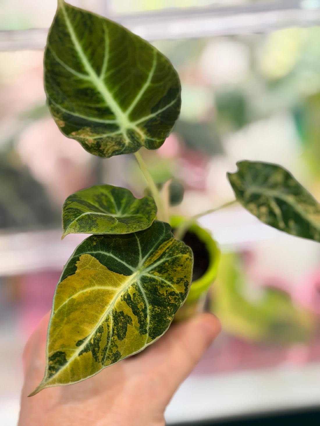 Alocasia reginula 'Black Velvet' Gold, golden variegation on matte velvet leaves