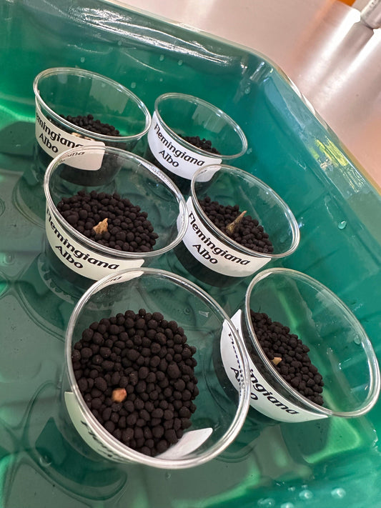 Alocasia corms growing in Fluval Stratum volcanic propagation substrate