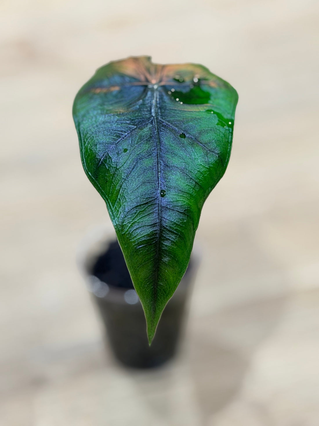 Alocasia 'Velvet Dragon', a Frydek and Jacklyn hybrid with velvety textured foliage