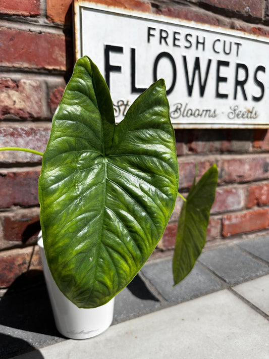 Alocasia Fornicata