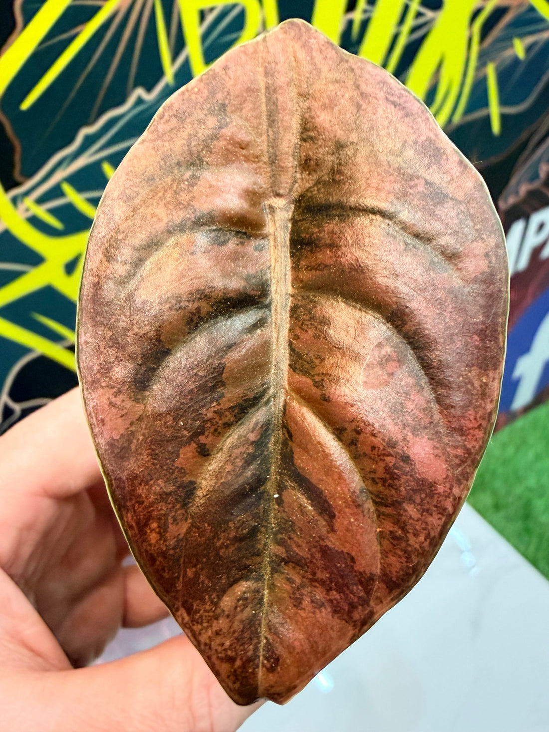 Alocasia cuprea 'Latte' Variegated, warm earthy tones on metallic jewel foliage