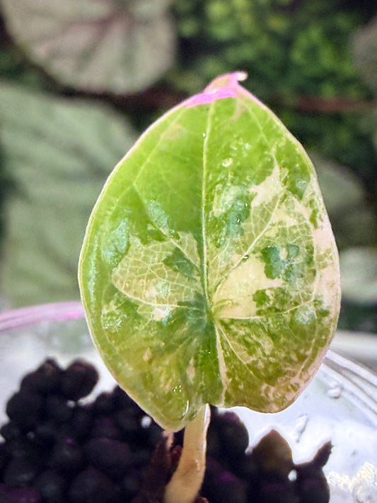 Alocasia baginda 'Dragon Scale' Albo, white sectors across textured scale-like leaves