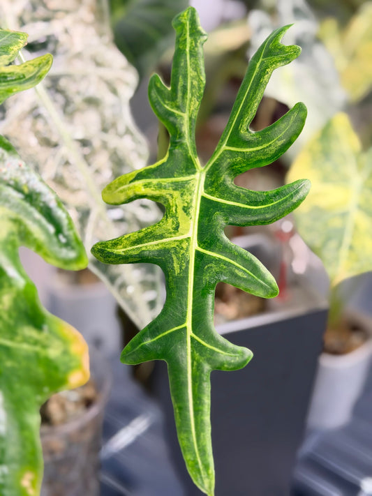 Alocasia Portei Aurea