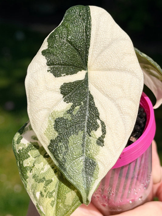 Alocasia Melo Albo Variegated