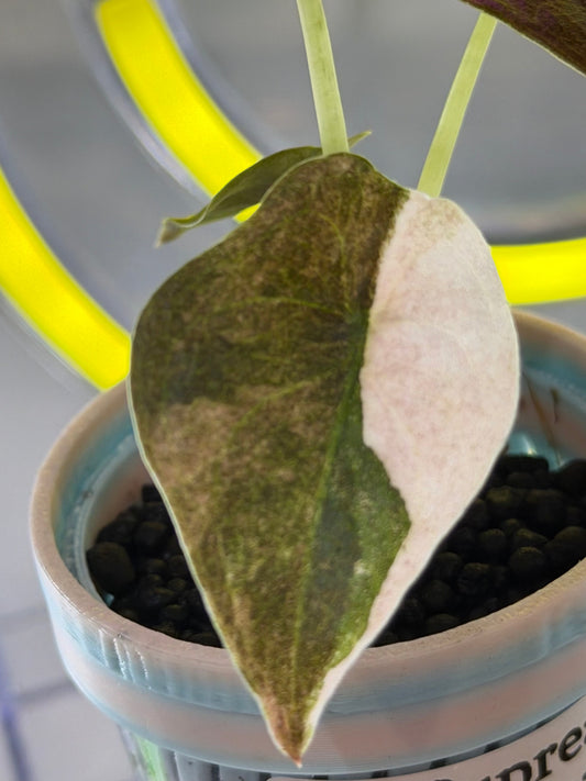 Alocasia Cuprea Pink Mint