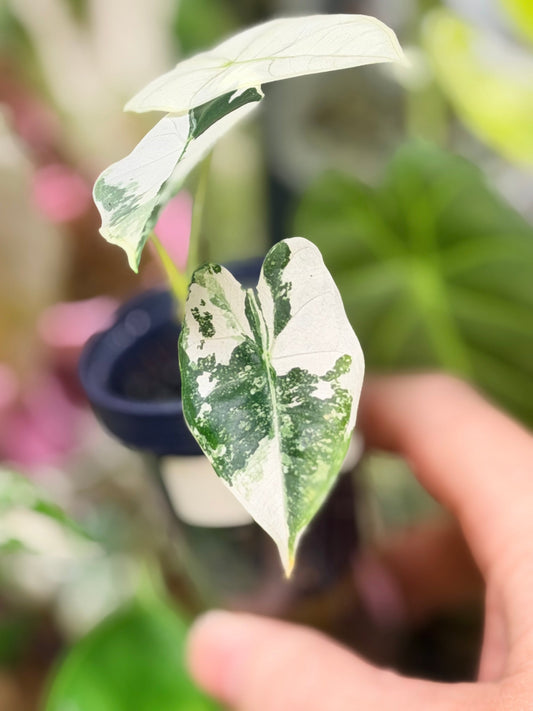 Alocasia Micholitziana Albo Frydek