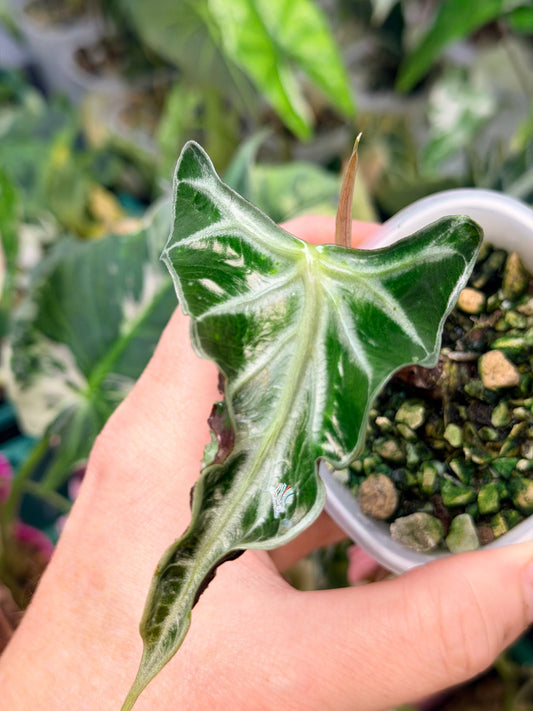 Alocasia Loco