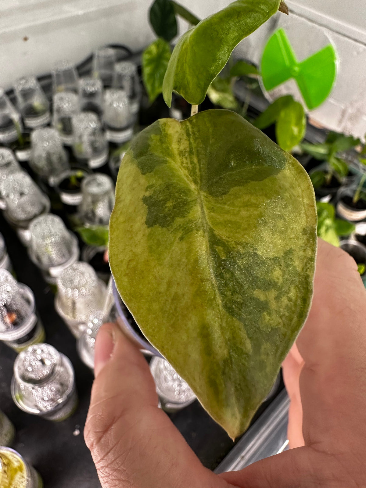 Alocasia Pseudosanderiana Aurea