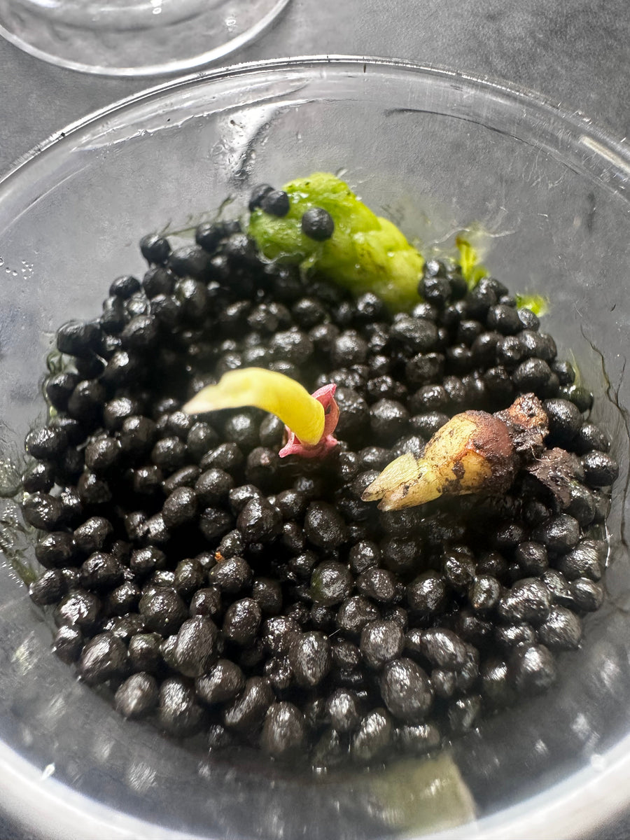 A rooted Alocasia corm ready to move from propagation medium into pon