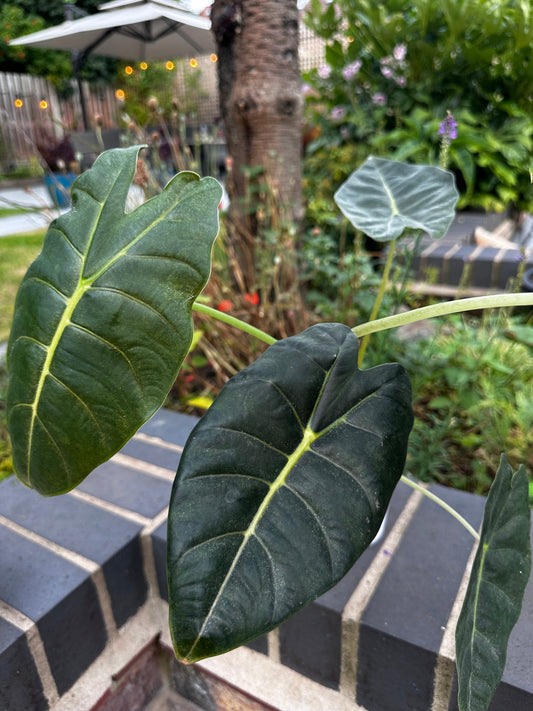 Alocasia Golden Bone