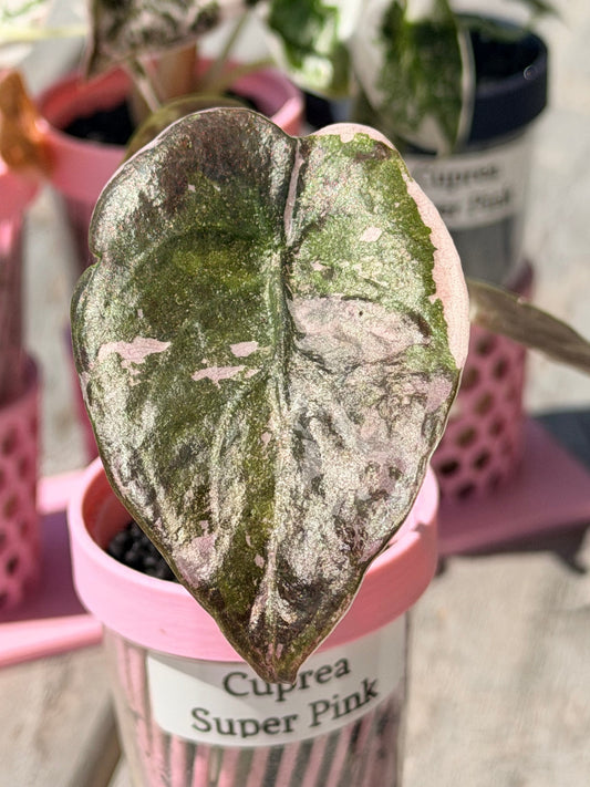 Alocasia Cuprea Pink Variegated