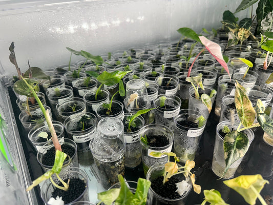 Why Are My Corms Not Sprouting?
