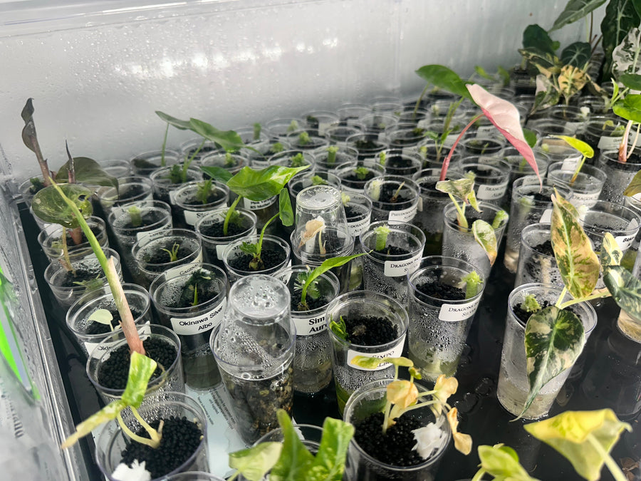 Alocasia corms in a propagation pot, used to explain why corms fail to sprout
