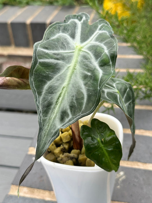 Alocasia 'Venom', dark foliage marked with bold contrasting snakeskin veining