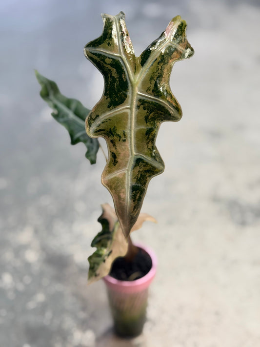 Alocasia Sanderiana Nobilis Pink Variegated