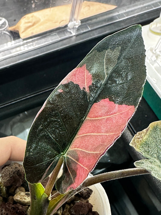 Pink variegation on an Alocasia leaf, blush sectors marbled across green foliage