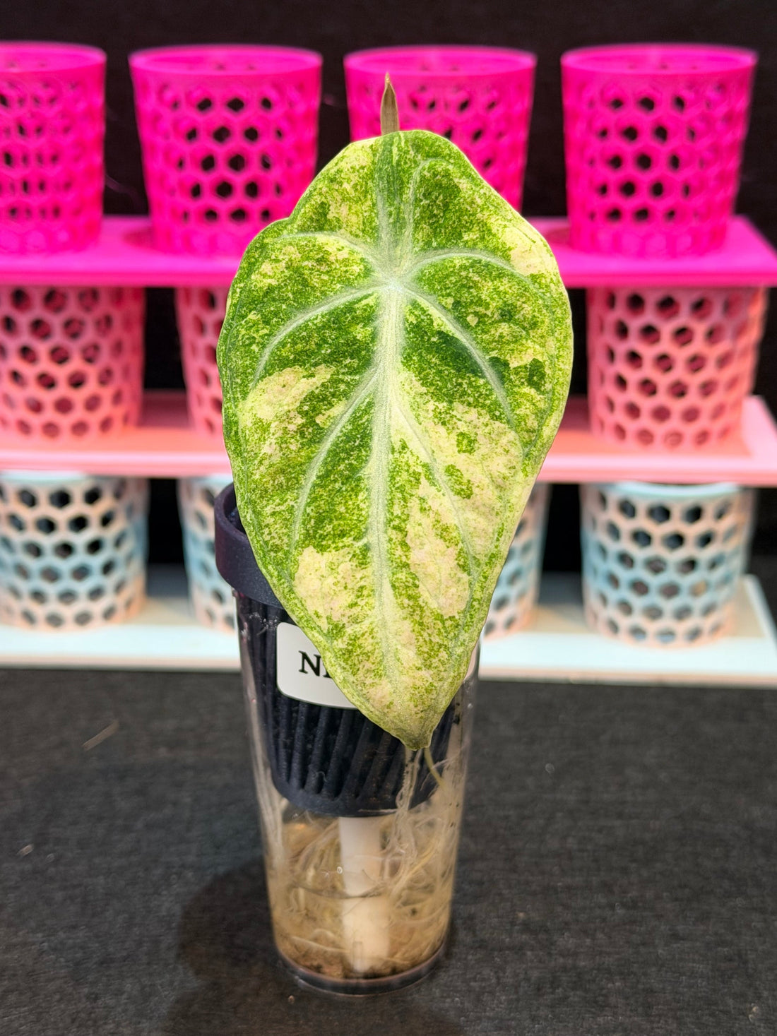 Alocasia Ninja Aurea Splash Variegated