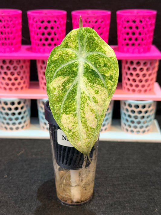 Alocasia Ninja Aurea Splash Variegated