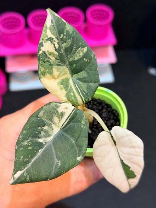 Alocasia Maharani Albo