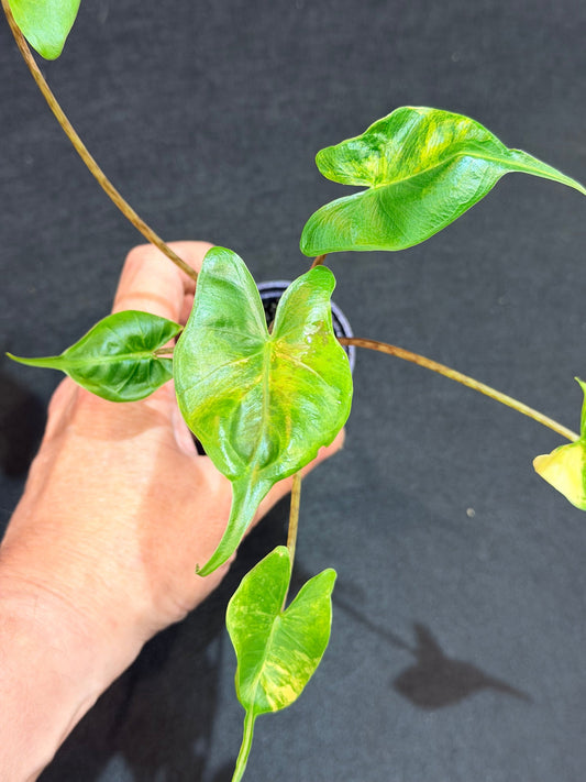 Alocasia Macrorrhizos Stingray Aurea
