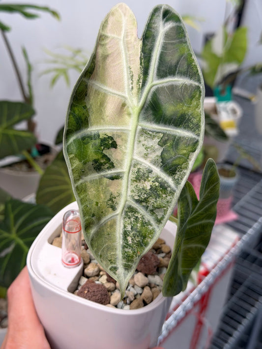 Alocasia Watsoniana Lightning Albo Pink Variegated