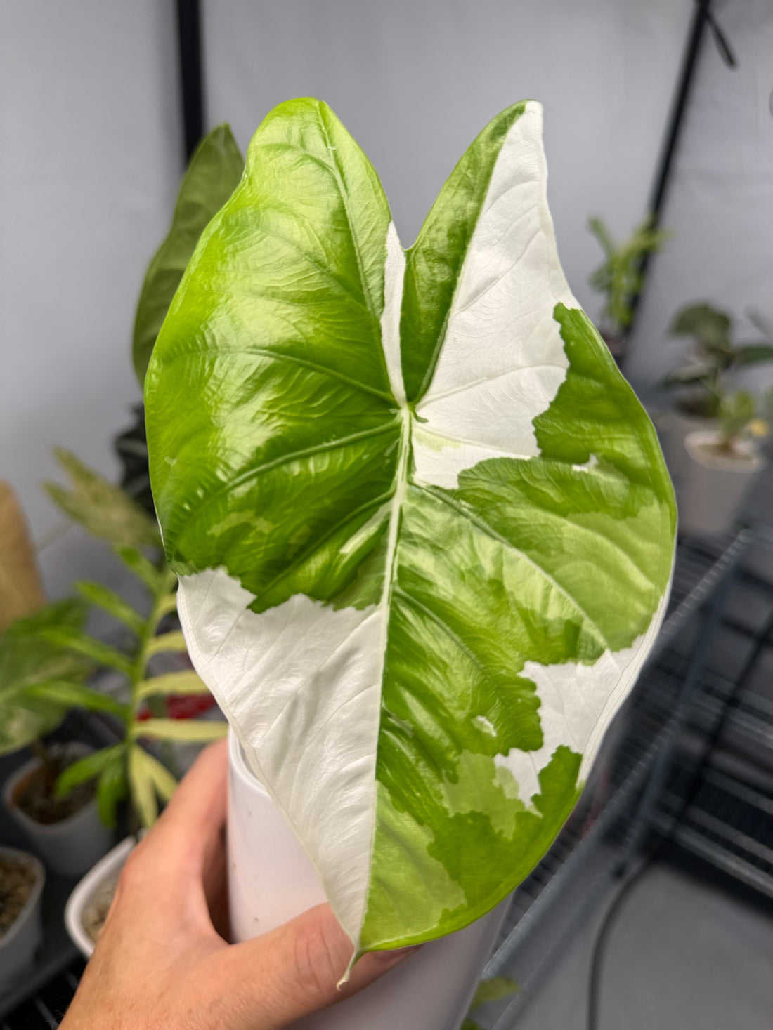 Alocasia Fornicata Albo