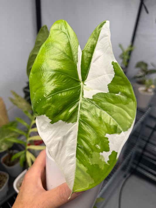 Alocasia Fornicata Albo