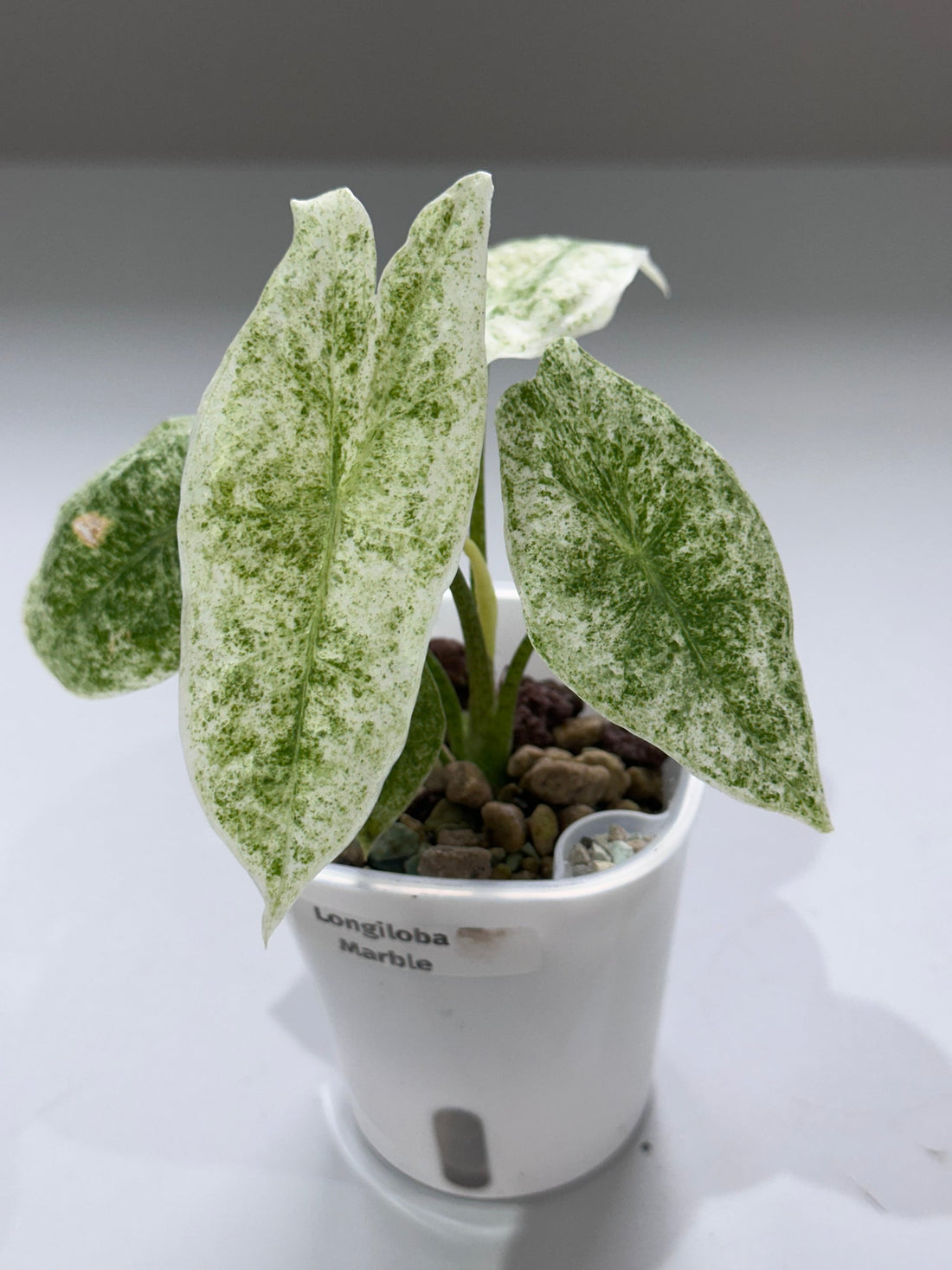 Alocasia Longiloba Marble Variegated
