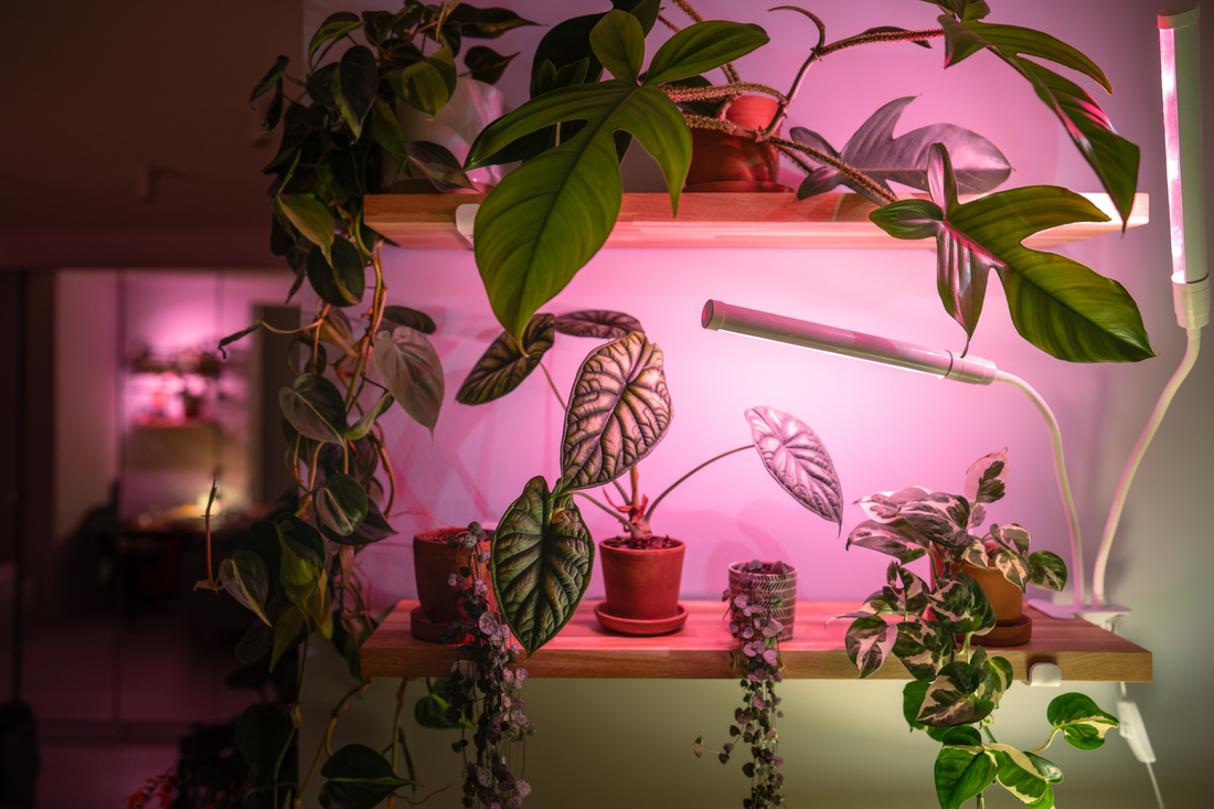 LED grow lights over Alocasia plants on a nursery shelf