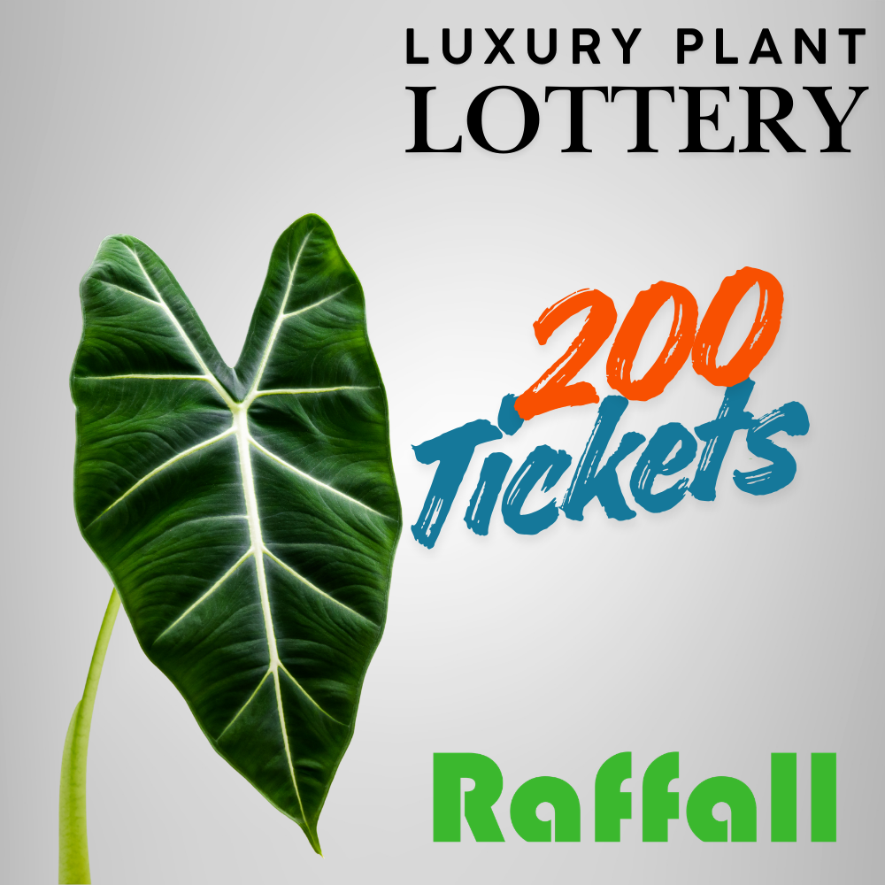 Rare Alocasia plants offered in The Alocasia Company Raffall prize draw
