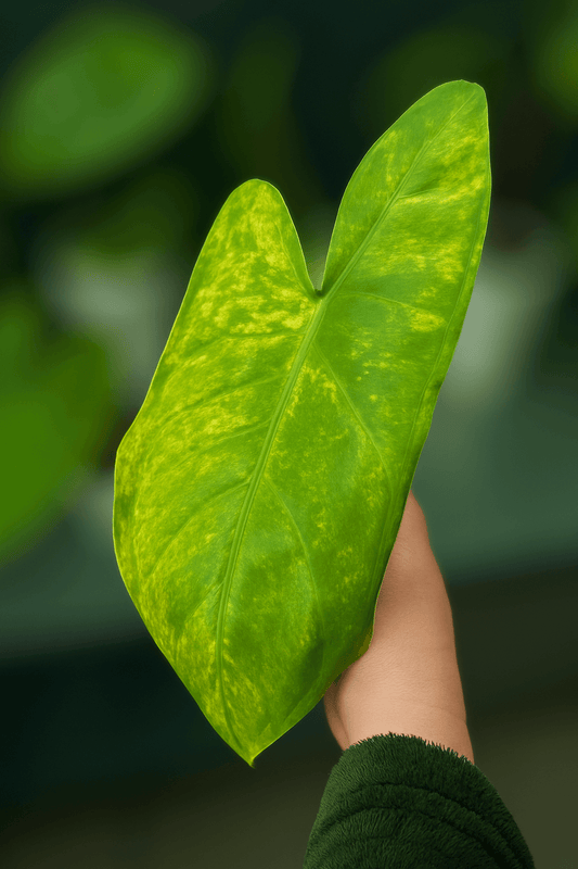 Alocasia Pink Dragon Lime Aurea