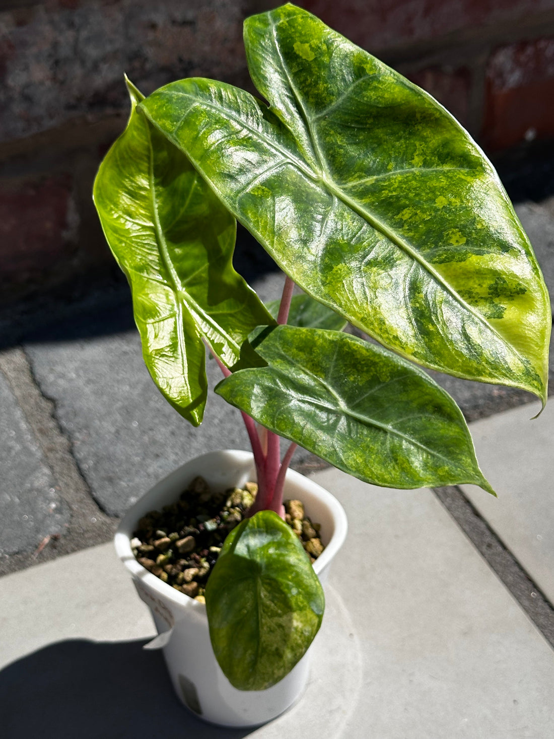 Alocasia Pink Dragon Aurea