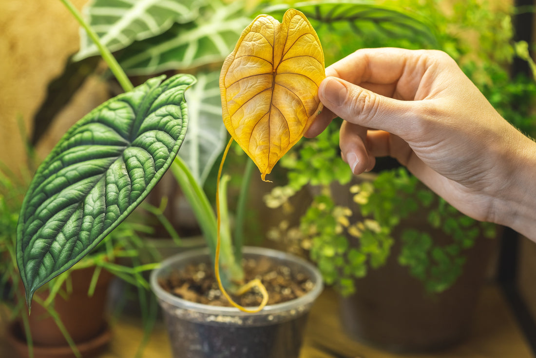 How Do I Know If My Alocasia Is Happy?