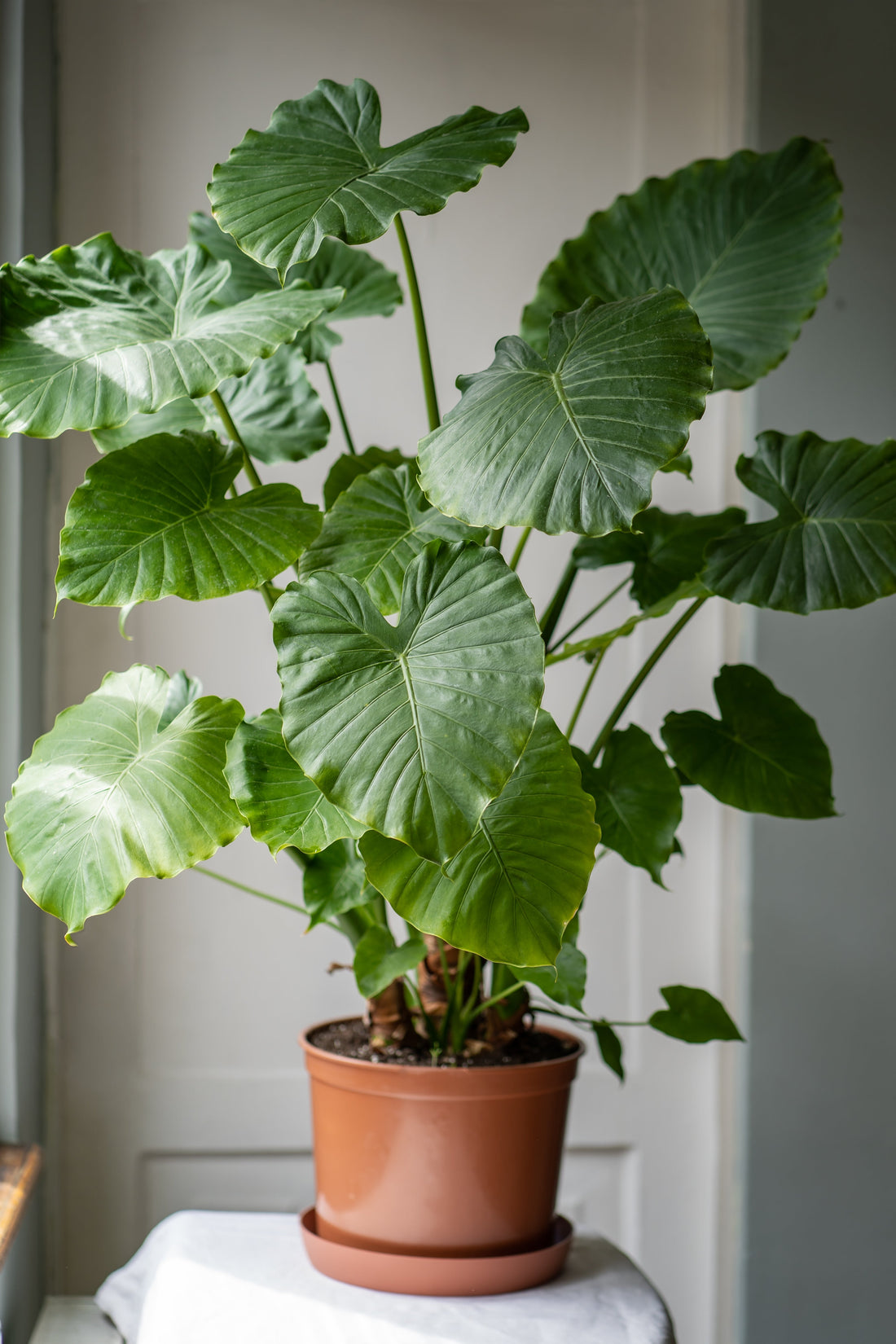 A healthy Alocasia in full leaf, used to illustrate ideal growing conditions