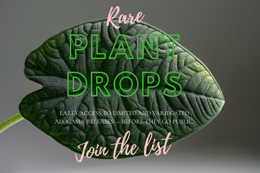 Rare Alocasia plants offered early to collectors on The Alocasia Company priority list
