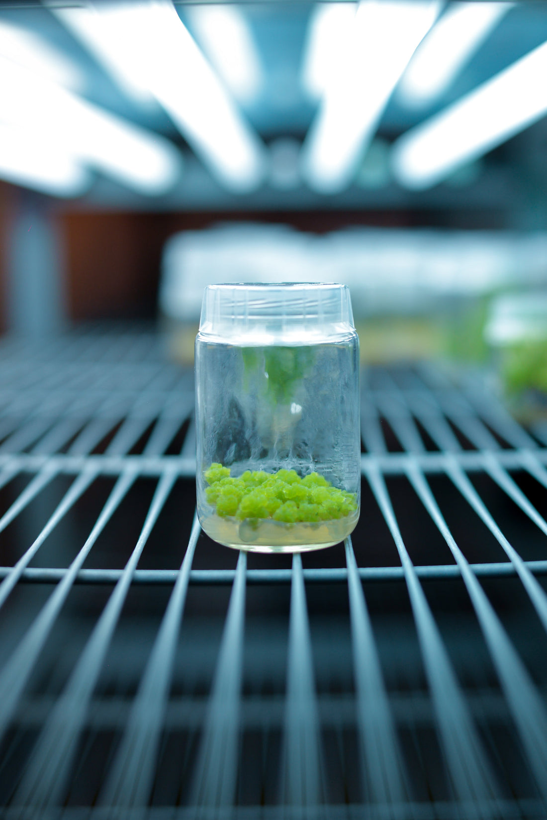 HOW TO SUCCESSFULLY ACCLIMATE TISSUE CULTURE ALOCASIA: THE COMPLETE GUIDE