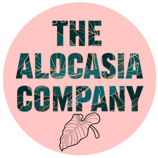 Alocasia cuprea Super Pink, metallic jewel foliage in vivid pink